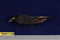 藏品(白尾鴝)的圖片